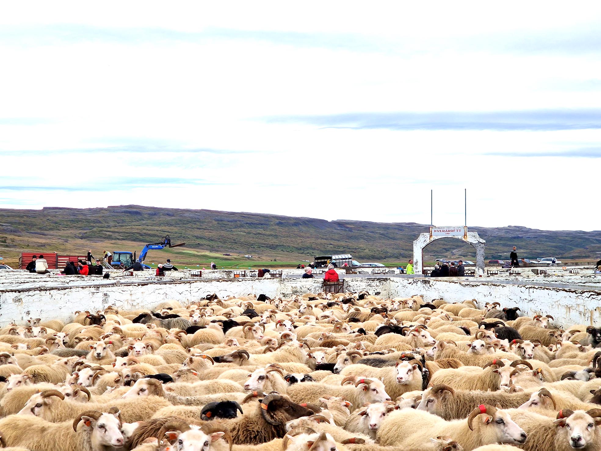 Auglýst eftir smala