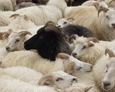 Dilkakjötsframleiðsla dróst saman um 12%