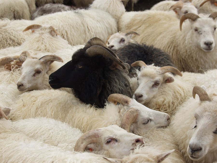 Rúmlega 26 þúsund færri dilkar komu nú til slátrunar í september miðað við sama tíma á síðasta ári. 