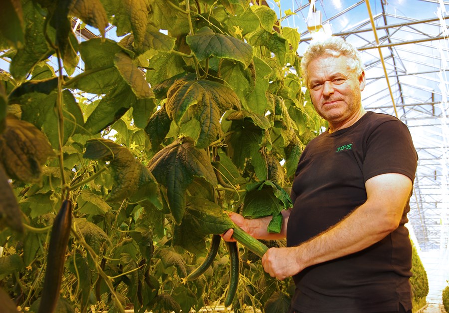 Reynir Jónsson í gúrkuskála gróðrarstöðvar Reykáss. Plantan vex um svona 70 sentímetra á viku, gúrka sem er 300 grömm í dag er eftir tvo daga orðin 500–600 grömm að þyngd.