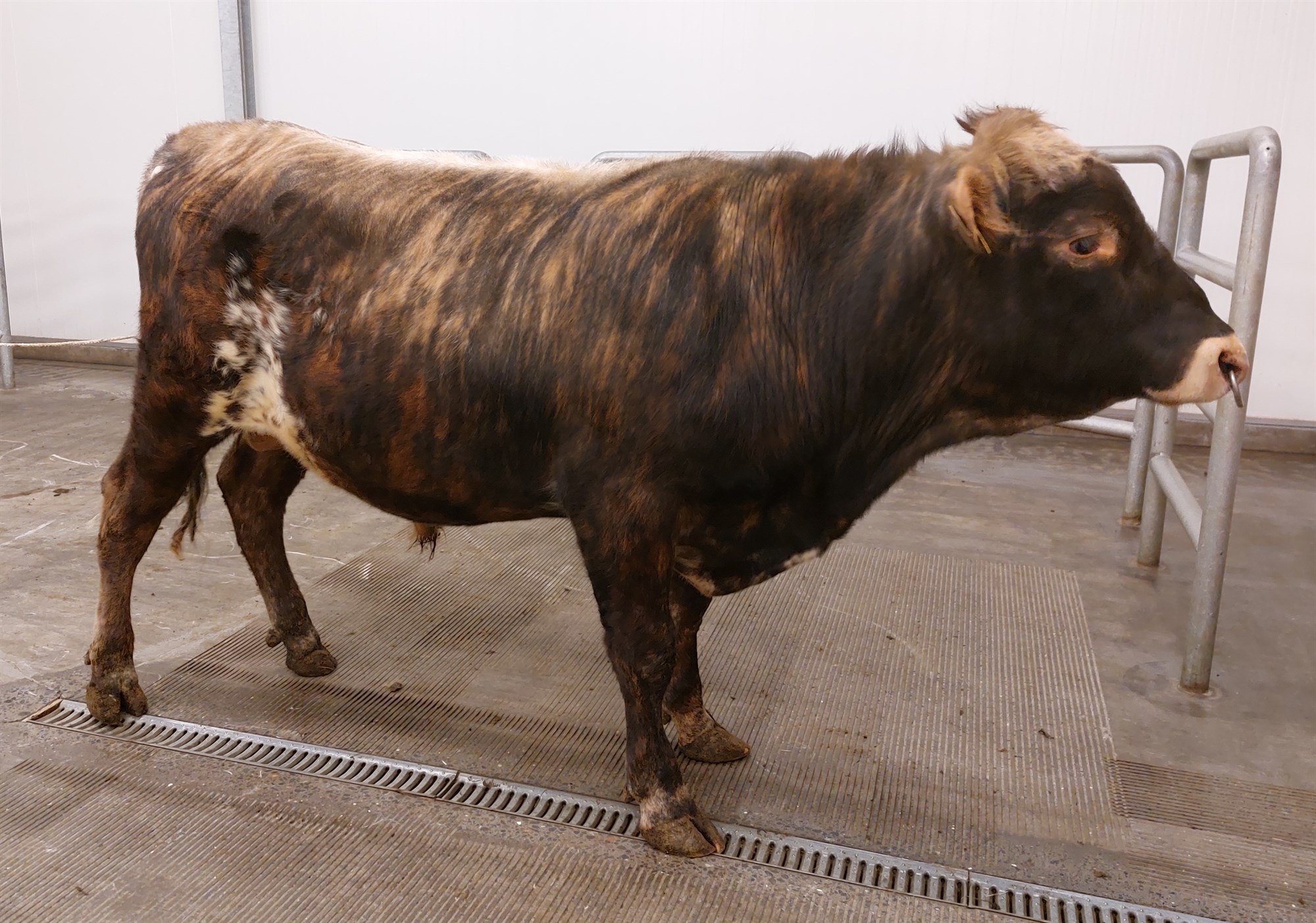 Þrjú ný naut til notkunar