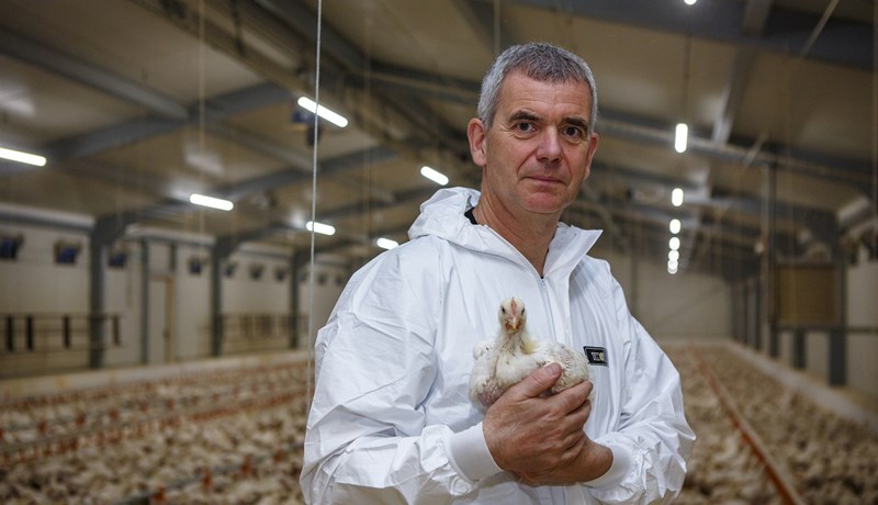 Íslensk alifuglarækt á góðum stað