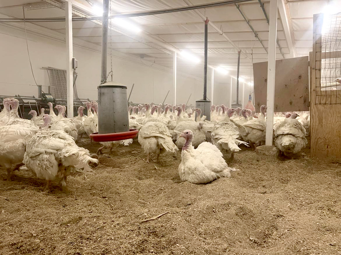 Árstíðamunur í kalkúnarækt