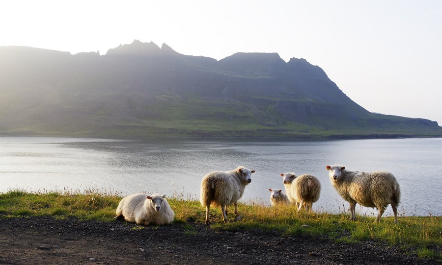 Reykjarfjörður.