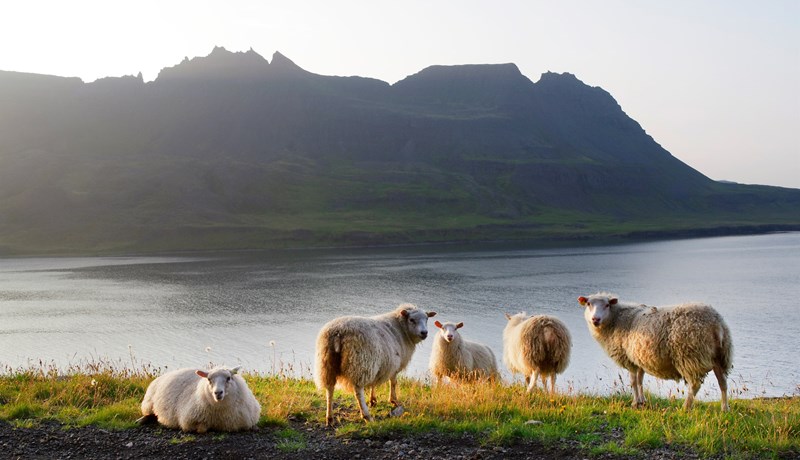 Stefnir í að sauðfjárstofninn á Íslandi verði sá minnsti í rúm 200 ár