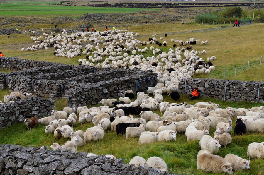 Reynisrétt undir Akrafjalli.