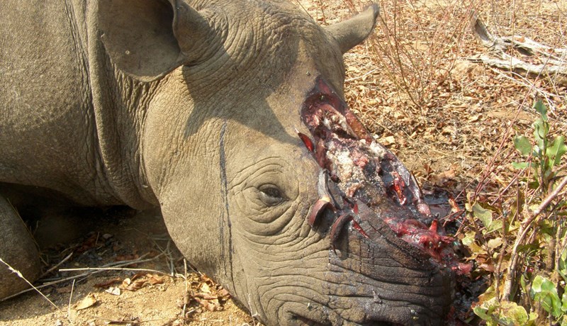 Stálu nashyrningshornum fyrir 141 milljón krón