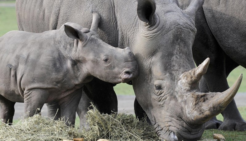 Veiðileyfi boðið út fyrir dýr í útrýmingarhættu