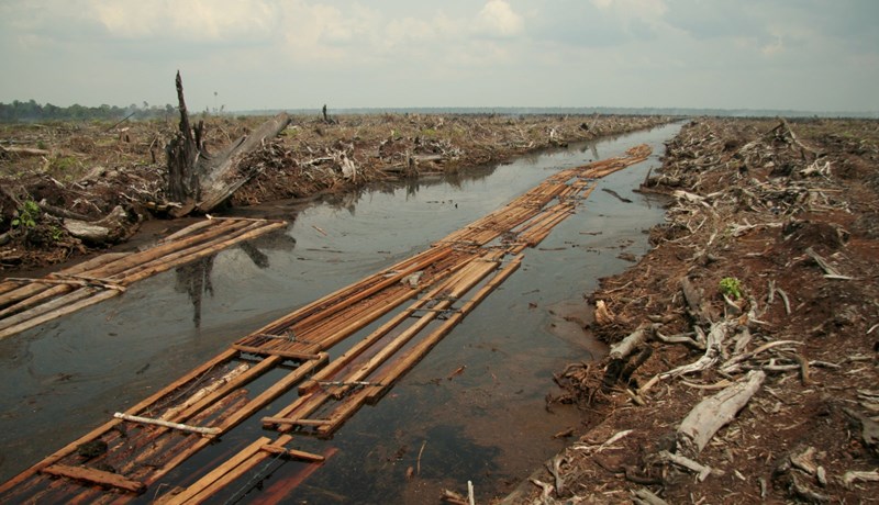 Styrkir til skógareyðingar