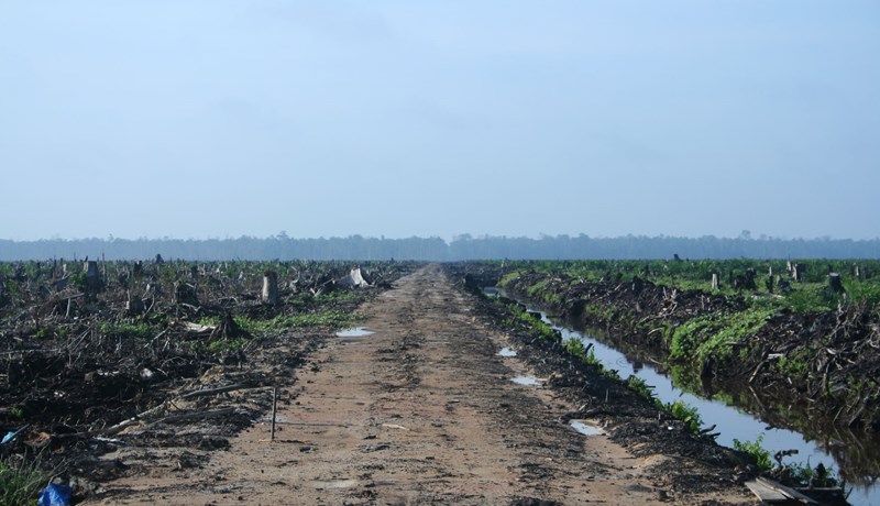 Áætla að fella 23.000 hektara af frumskógi til að rækta pálmaolíu