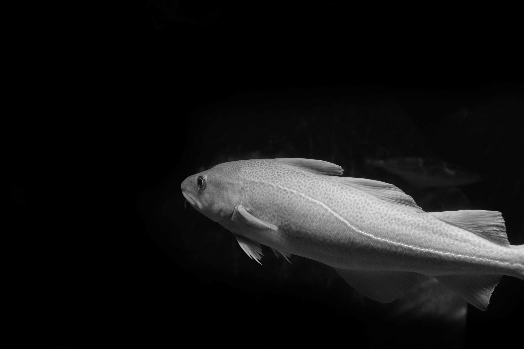 Er „sveiflujöfnun“ ný grein innan fiskifræðinnar?