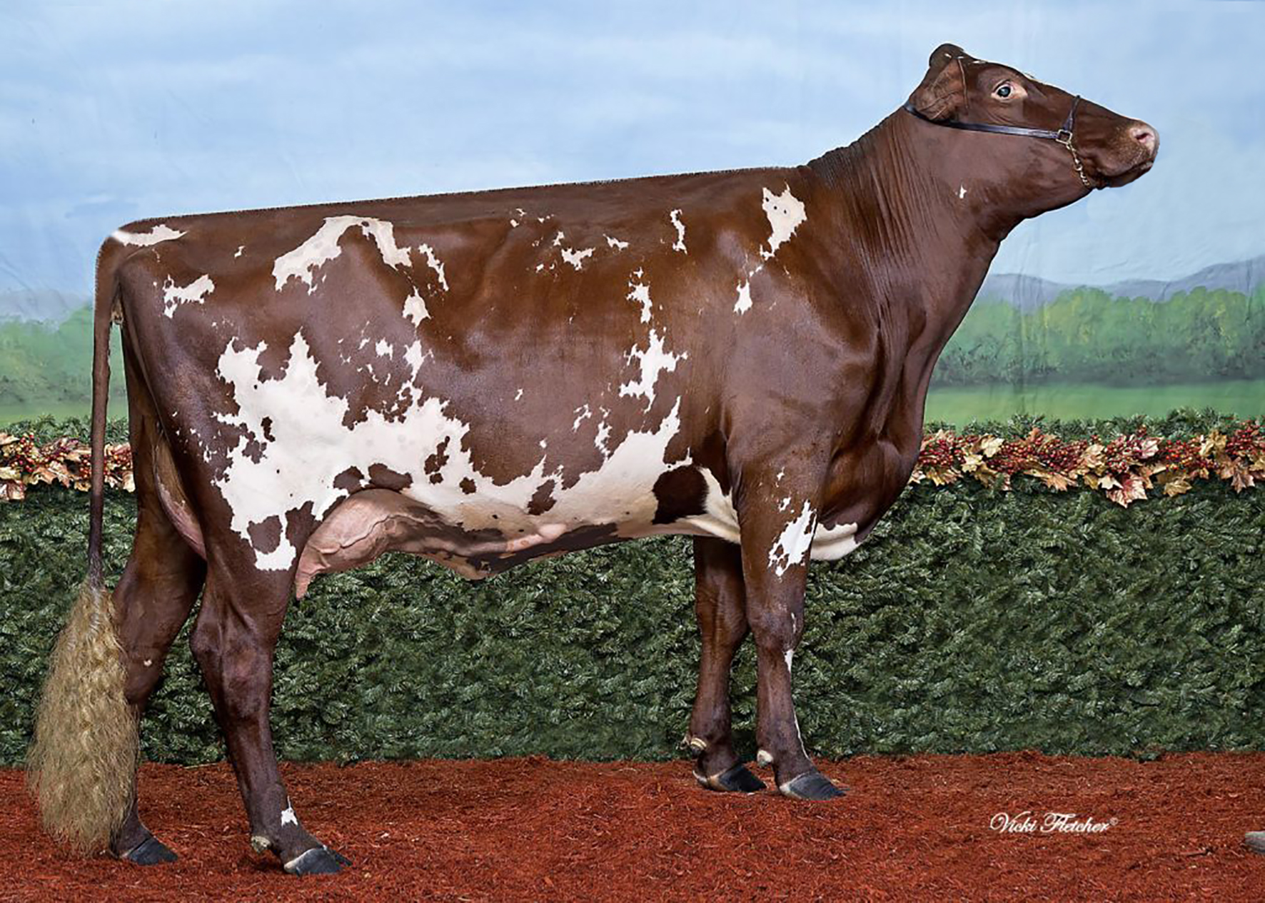 Iceland er kýr ársins í Kanada