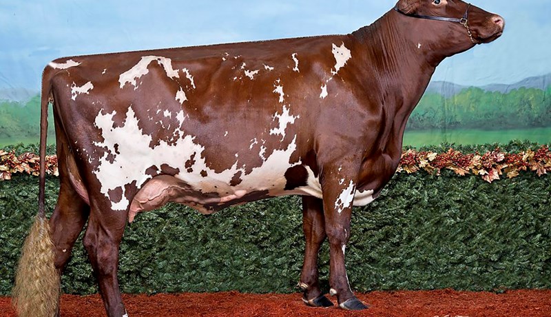 Iceland er kýr ársins í Kanada