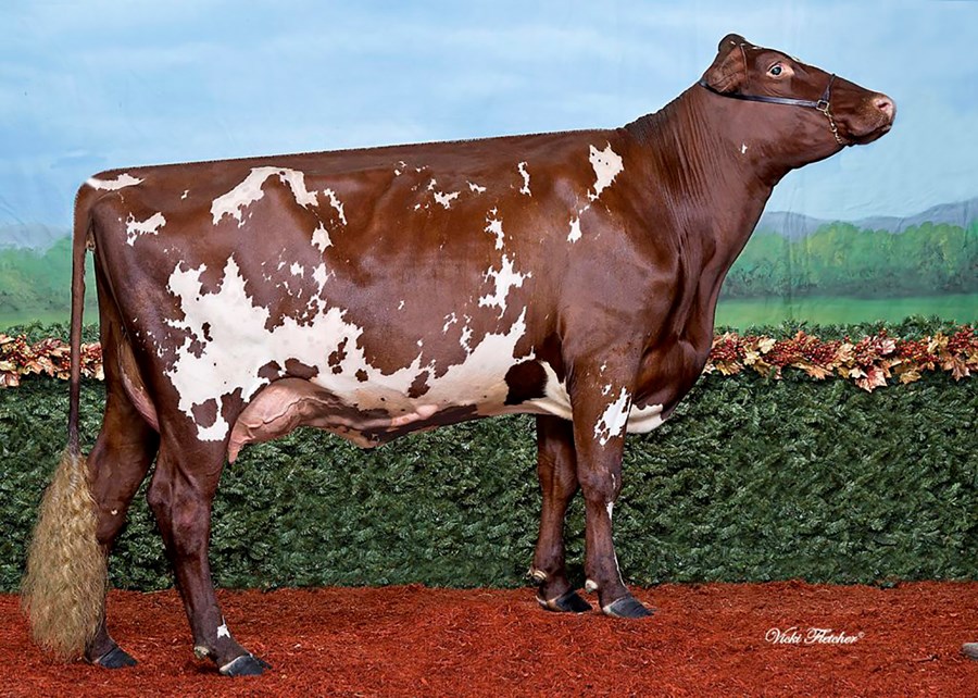 Iceland er kýr ársins í Kanada