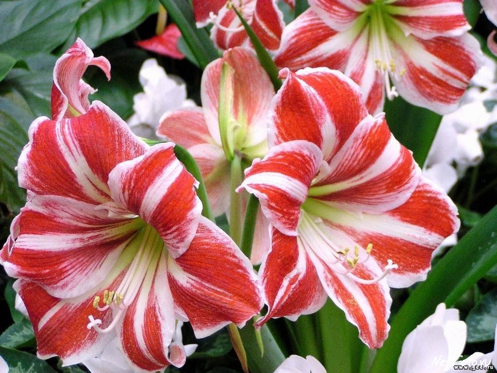 Riddarastjarnan – hin tignarlega amaryllis
