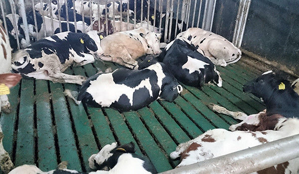 Fagþing nautgriparæktarinnar í Danmörku – annar hluti