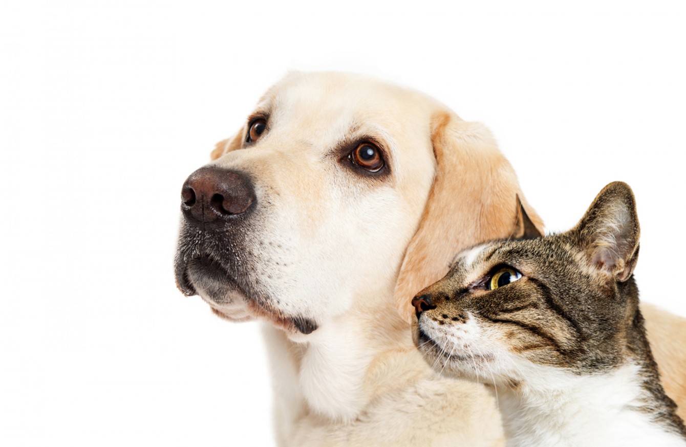 Leiðbeiningar um hunda og ketti á veitingastöðum