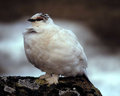 Víðast hvar nóg af rjúpu og gæftir góðar