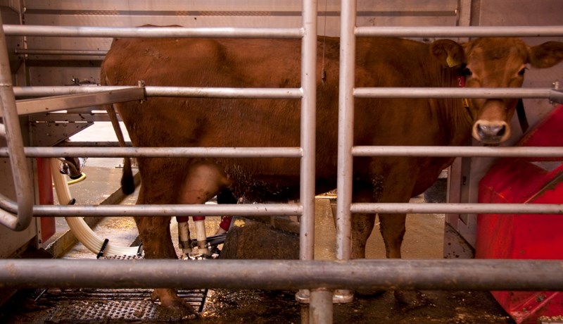 Hagnaður kúabúa rúmlega helmingi minni í fyrra en árið á undan