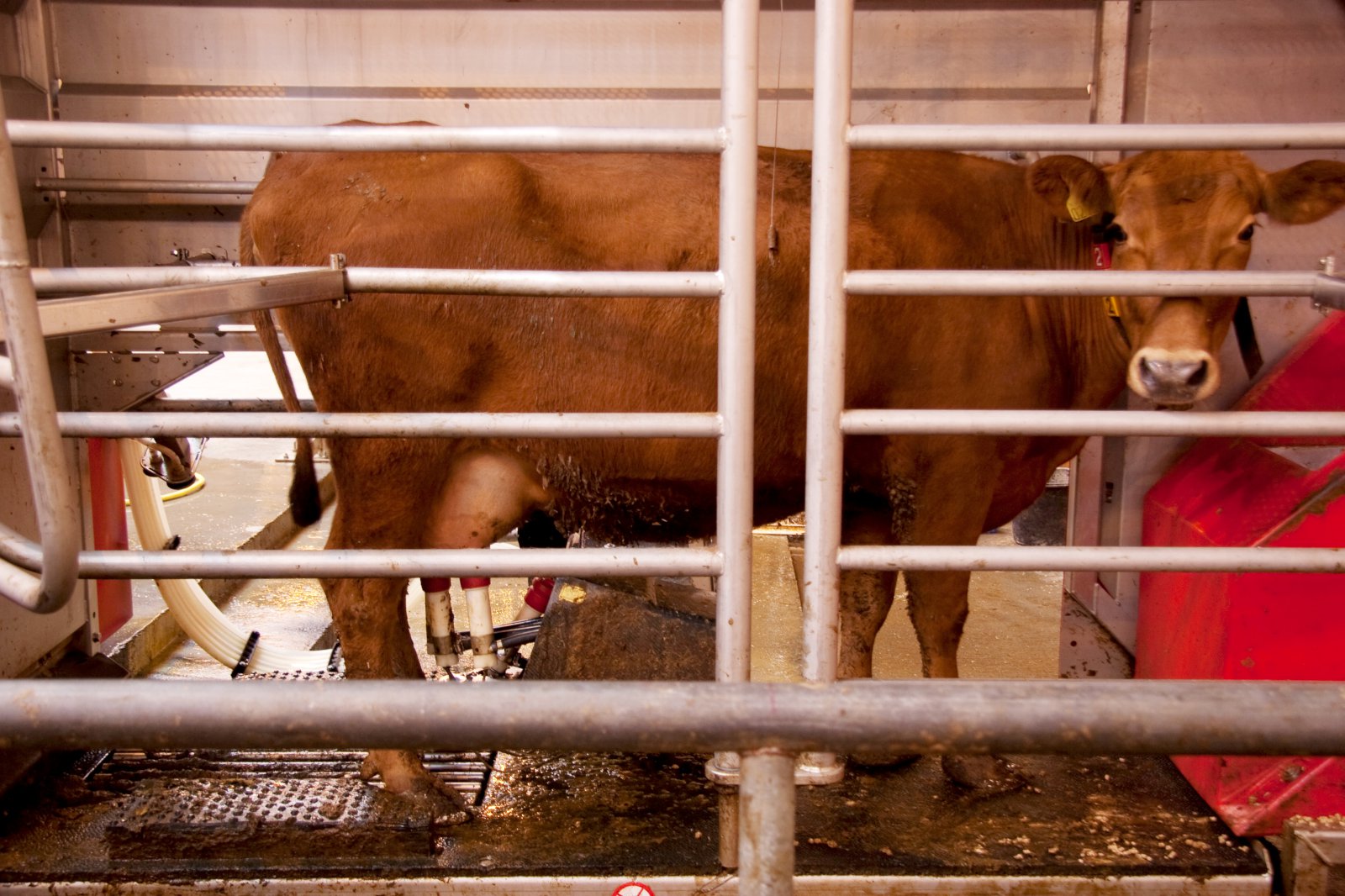 Áformað að stækka mjólkurbúið í Flatey um helming