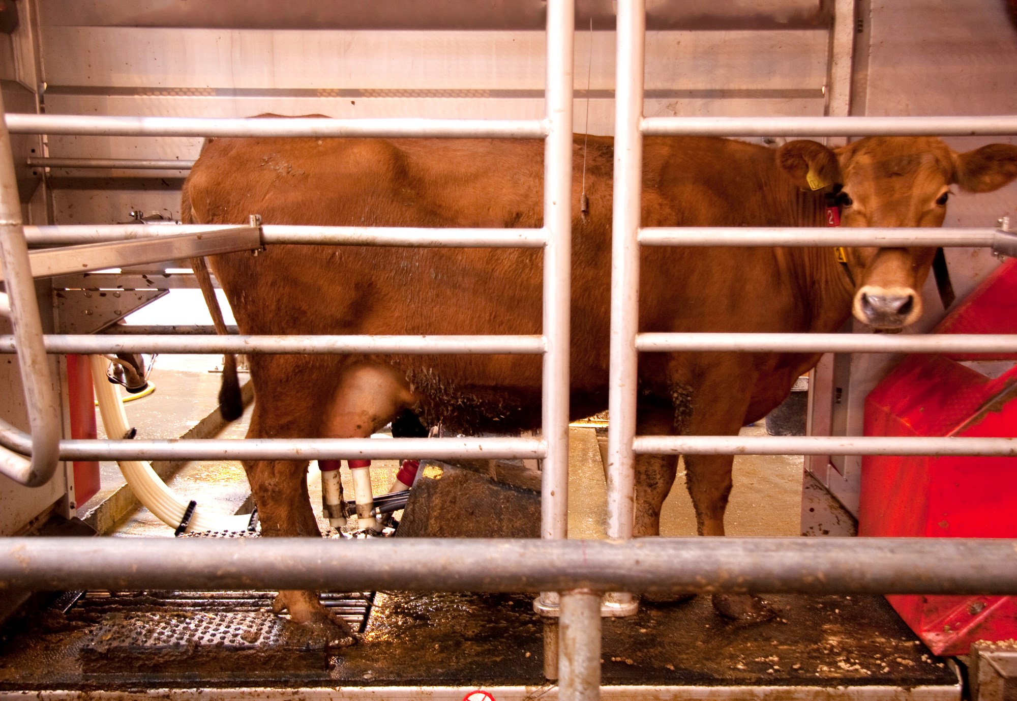 Bændur skiluðu 151,2 milljónum lítra mjólkur 2020 