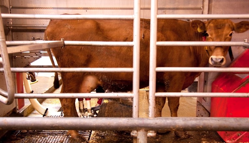 Bændur skiluðu 151,2 milljónum lítra mjólkur 2020