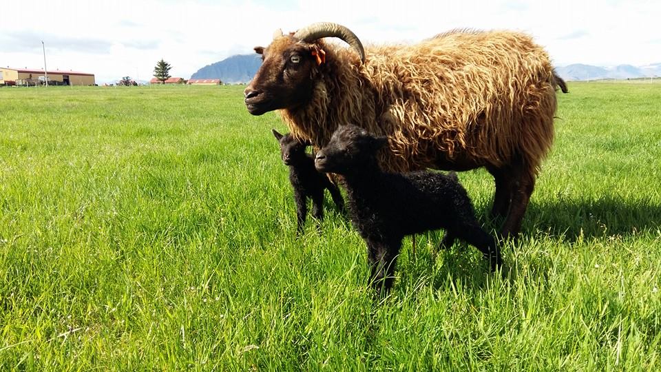 Endurskoðun sauðfjársamnings