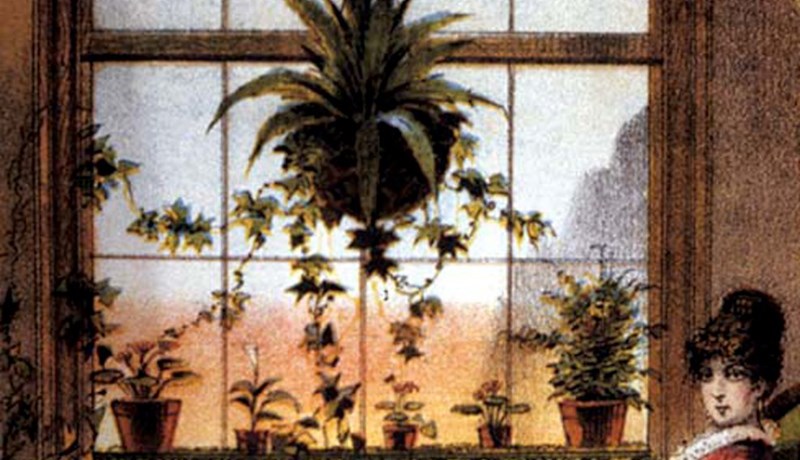 Pottaplöntur og hamingjan