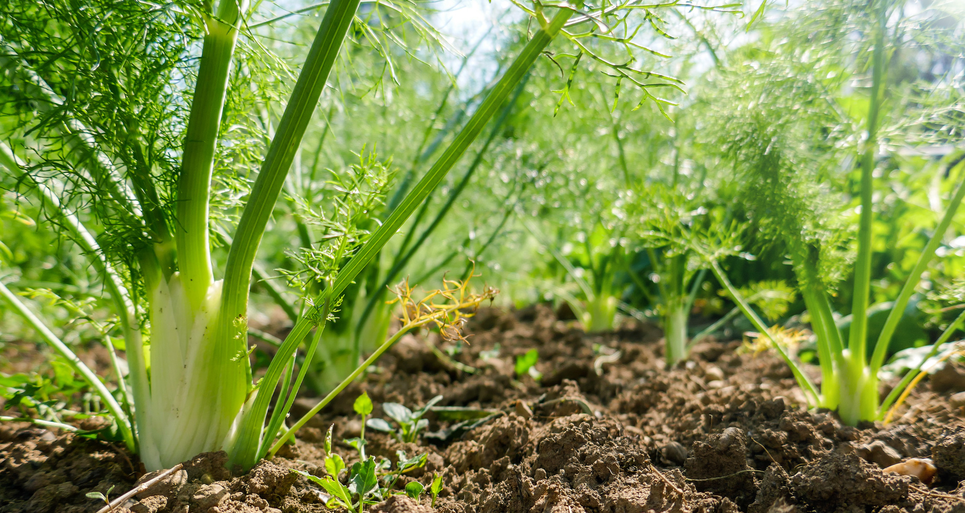 Fennika og gjöf Prómeþeifs