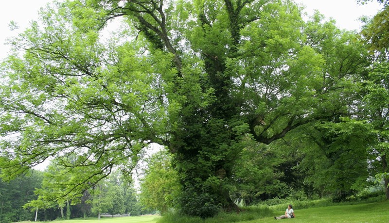 Hinn hátignarlegi askur