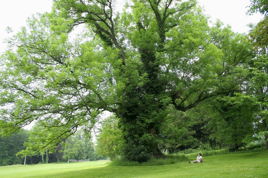 Hinn hátignarlegi askur