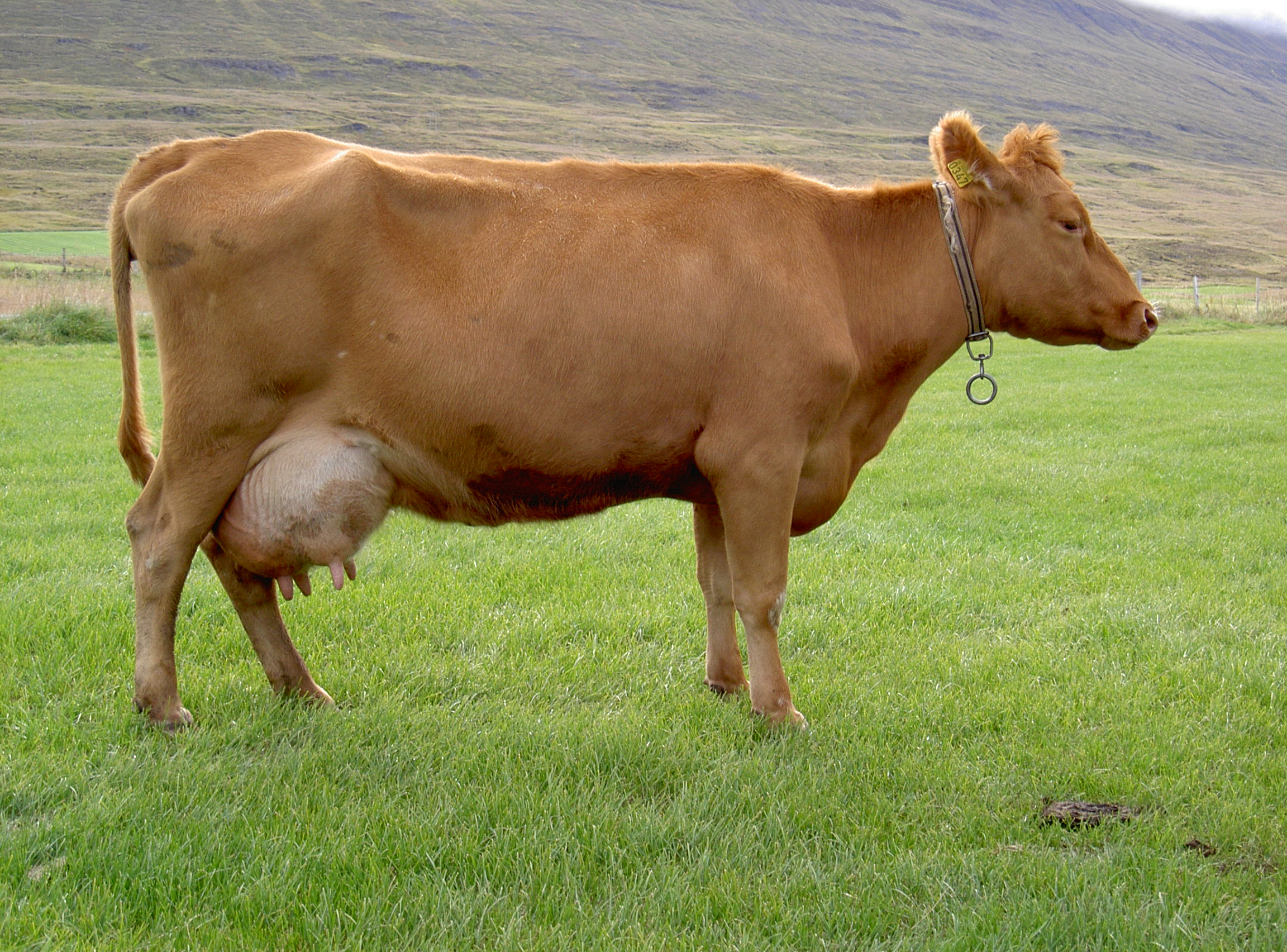 Býlum með greiðslumark hefur fækkað um rúm 40% frá árinu 2000
