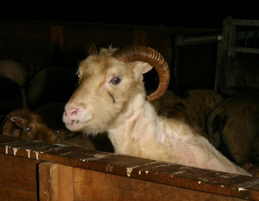 Reglugerð til umsagnar um velferð dýra við flutning