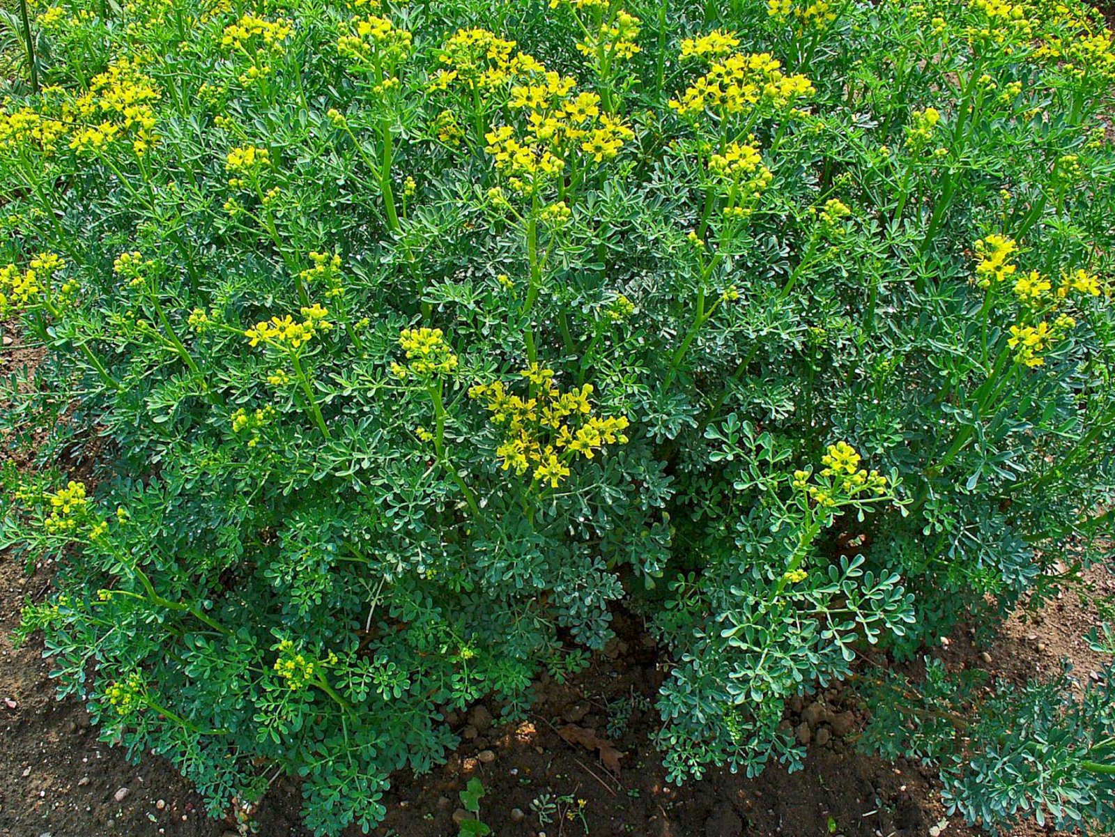 Jurtir Karlamagnúsar – rúðan