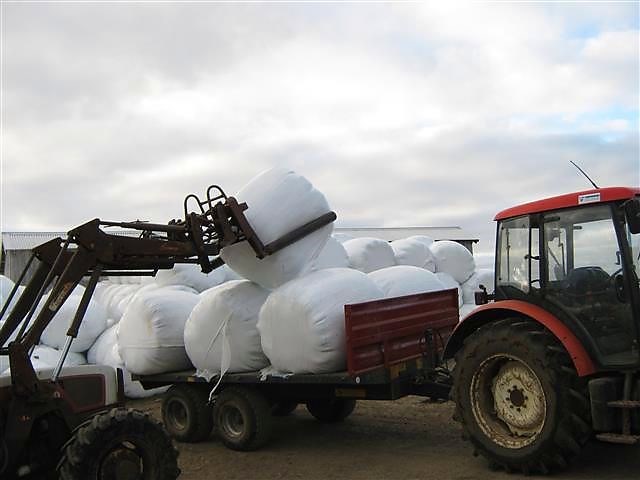 Heyskapur gekk illa í Árneshreppi