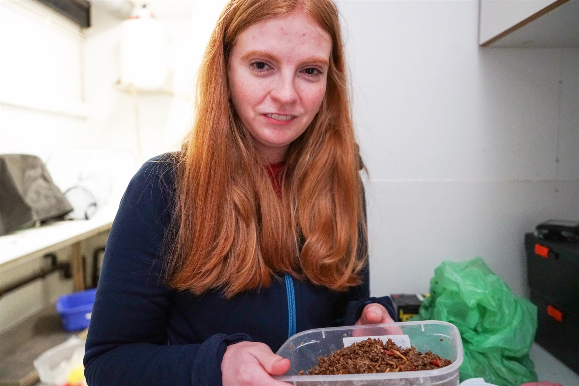 Tilraunaræktun á skordýrum til manneldis eða fóðurframleiðslu