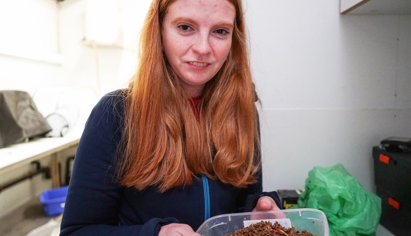 Tilraunaræktun á skordýrum til manneldis eða fóðurframleiðslu