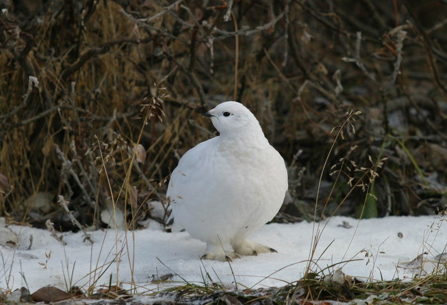 Fjöldi veiðidaga er ákveðinn eftir stofnstærð rjúpunnar í hverjum landshluta.