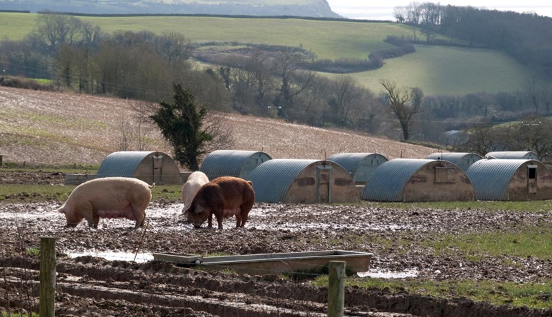 50 látnir í Rússlandi vegna svínaflensu