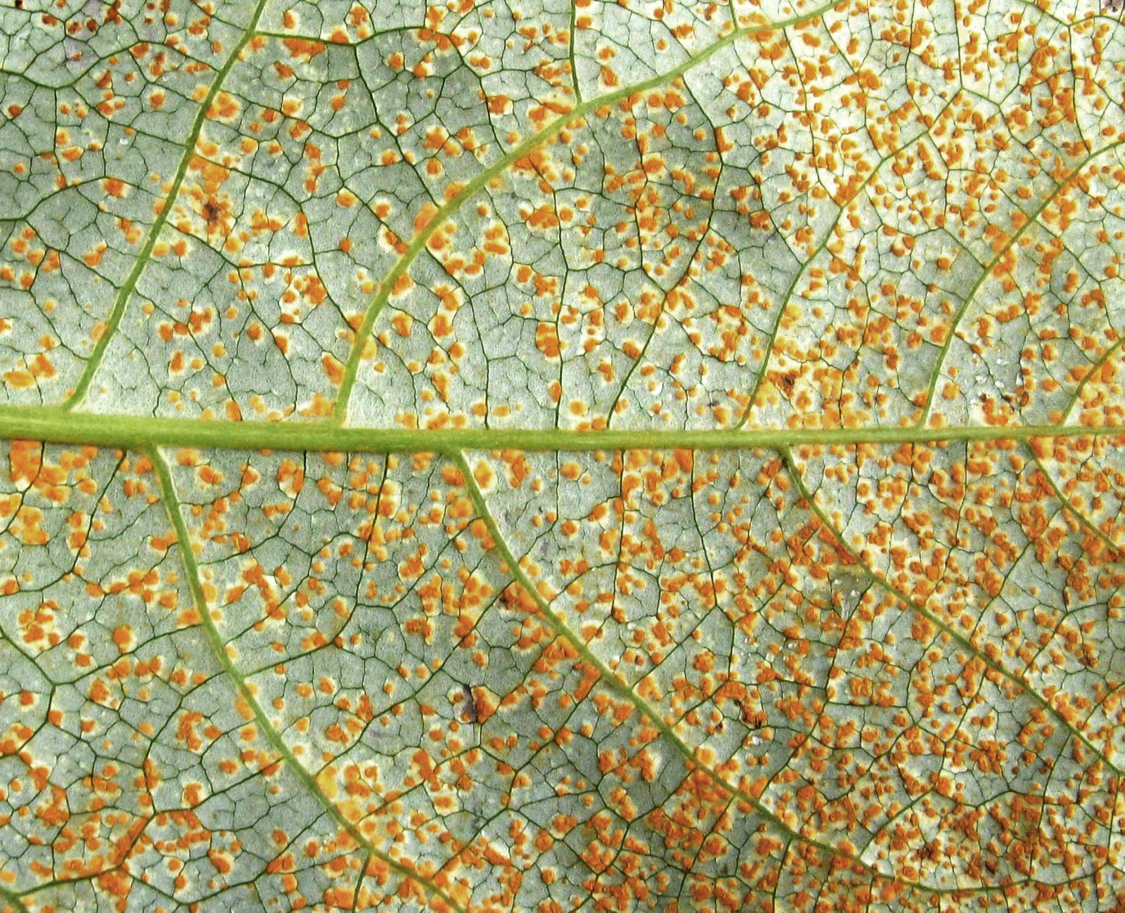 Markvissar kynbætur  eina varanlega lausnin