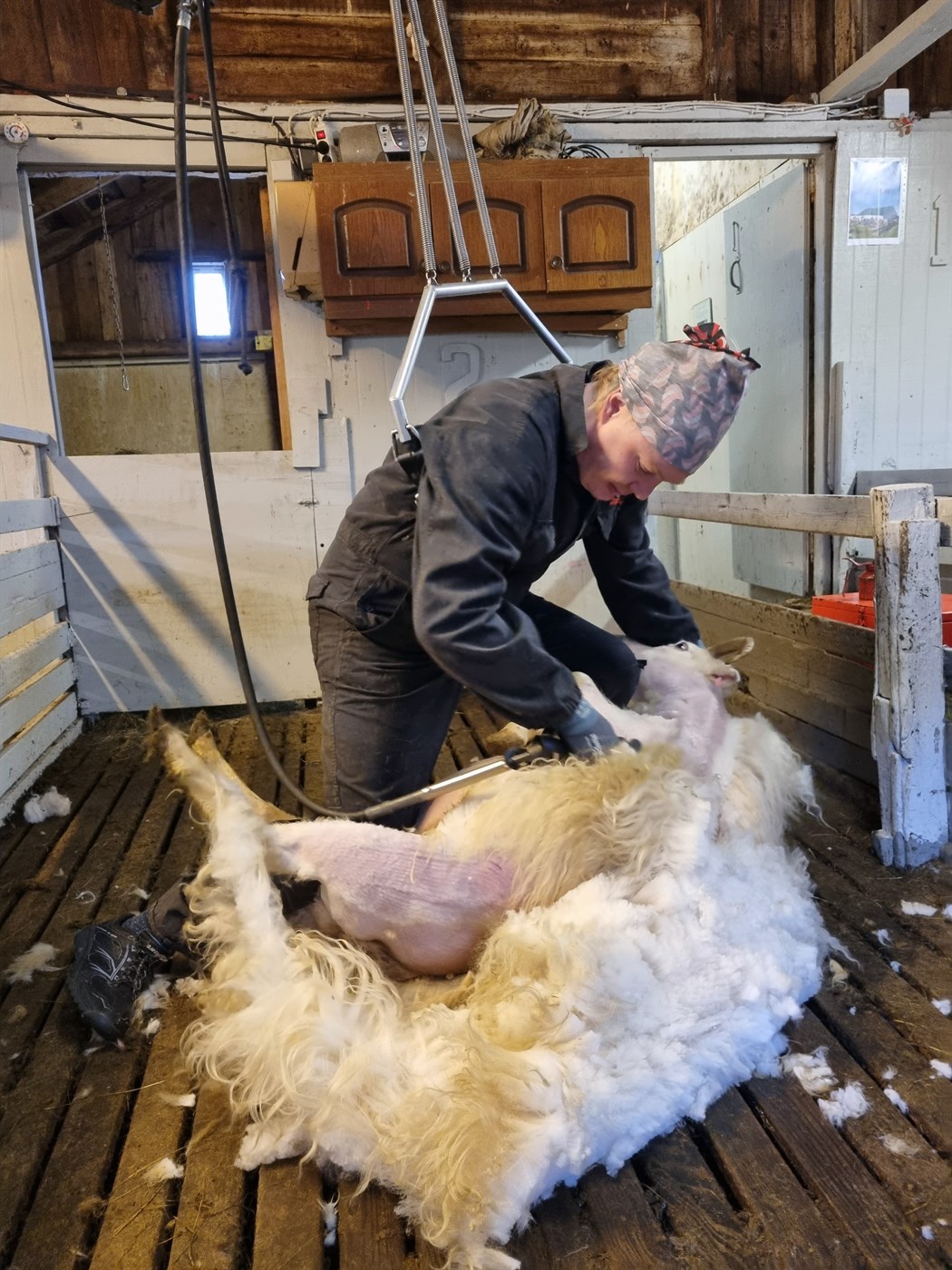 Oddviti önnum kafinn við að rýja Katrínu inn að skinni