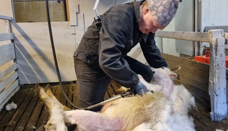 Oddviti önnum kafinn við að rýja Katrínu inn að skinni