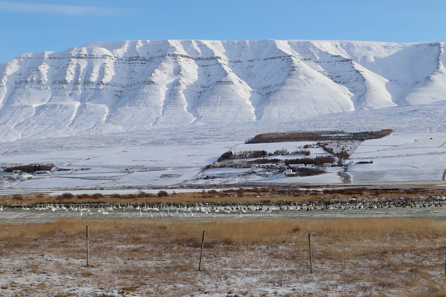 Álftahópur á túni í Eyjafirði í vetur.