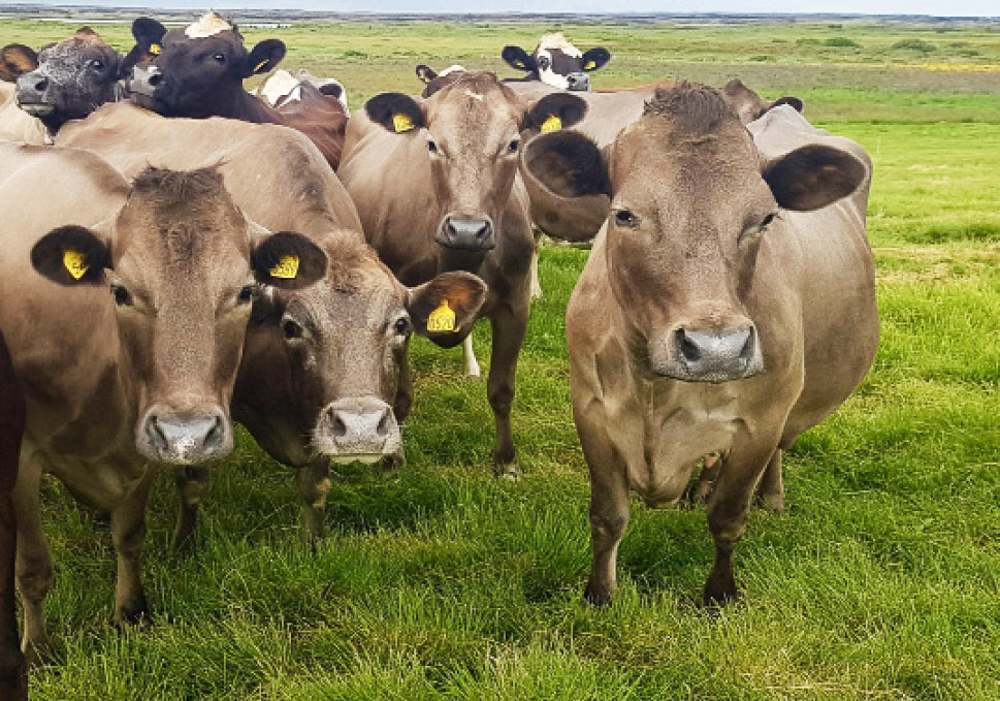 Bændur eru hluti af lausninni