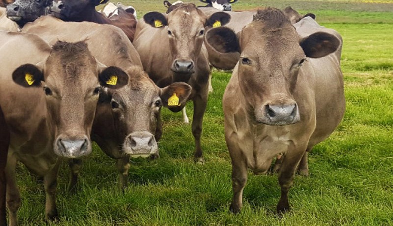 Þriðja árið í röð þar sem heildargreiðslumark fyrir mjólk er óbreytt
