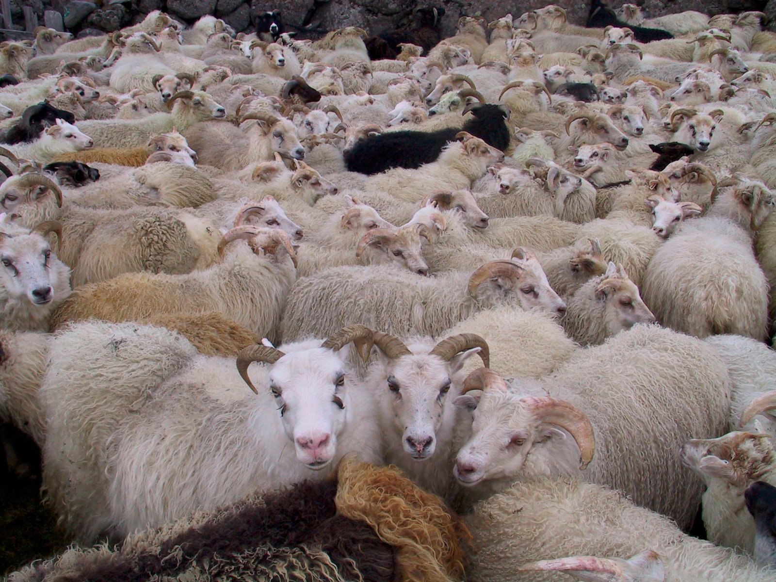 Verðlækkun SS á sauðfjárafurðum minni en annarra