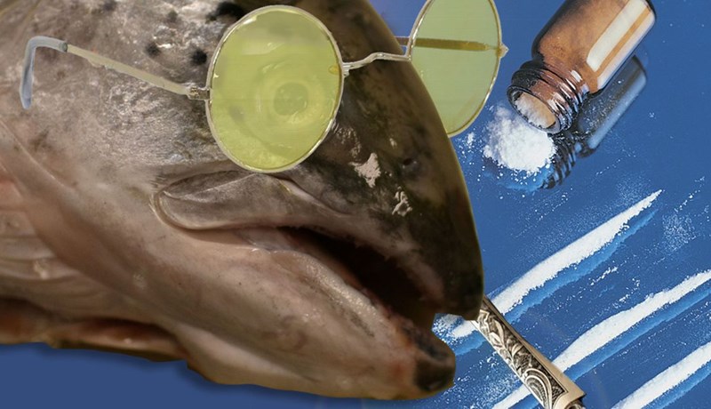 Leifar af kókaíni, þunglyndis-, verkja- og sýklalyfjum finnast í villtum laxi