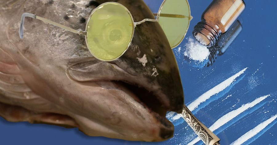 Leifar af kókaíni, þunglyndis-, verkja- og sýklalyfjum finnast í villtum laxi