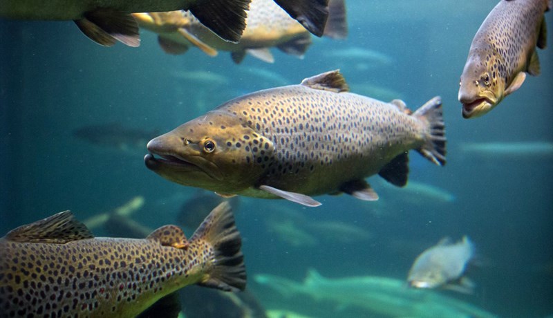 Rökstuddur grunur um blóðþorra