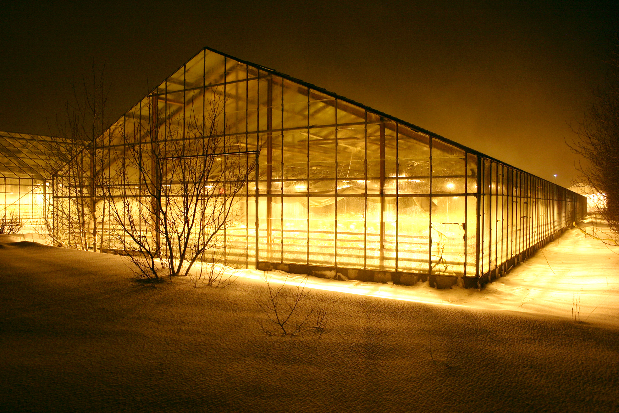 Afkoma garðyrkjubænda hefur almennt versnað